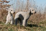 BEDLINGTON TERRIER 139